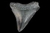 Juvenile Megalodon Tooth - Georgia #75413-1